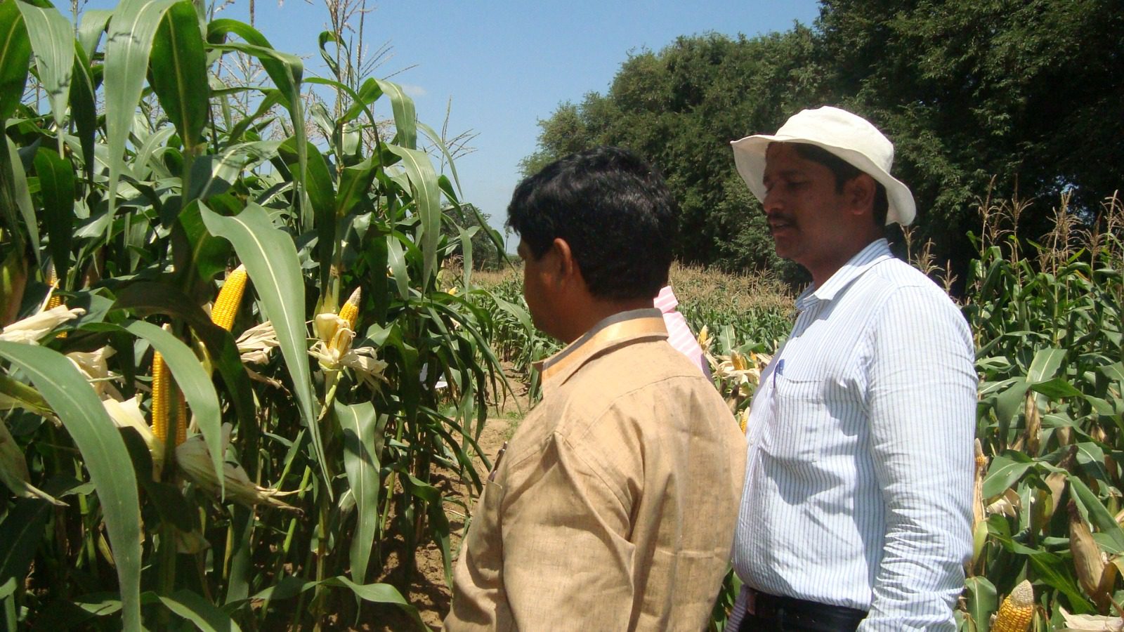Maize