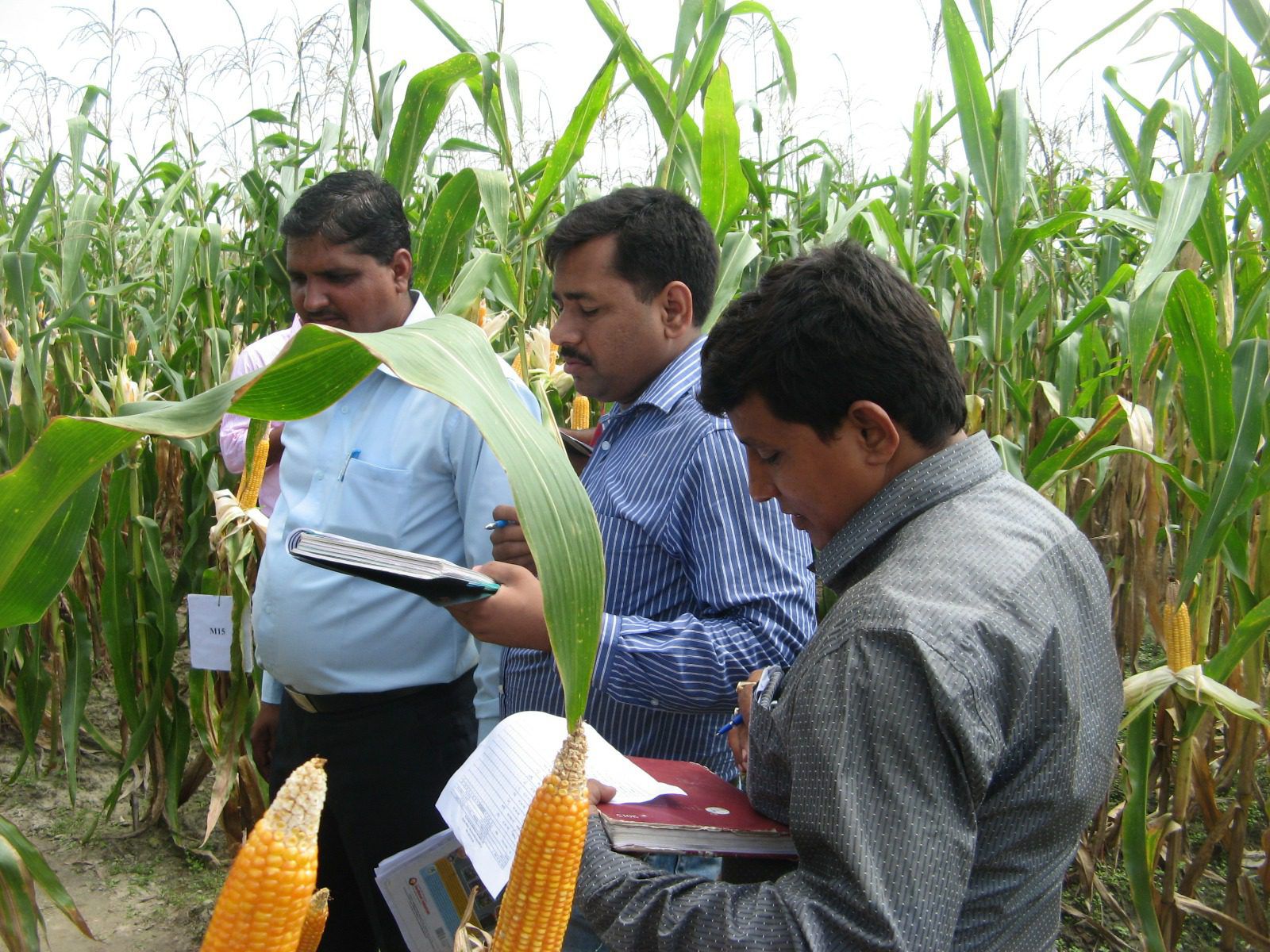 Maize