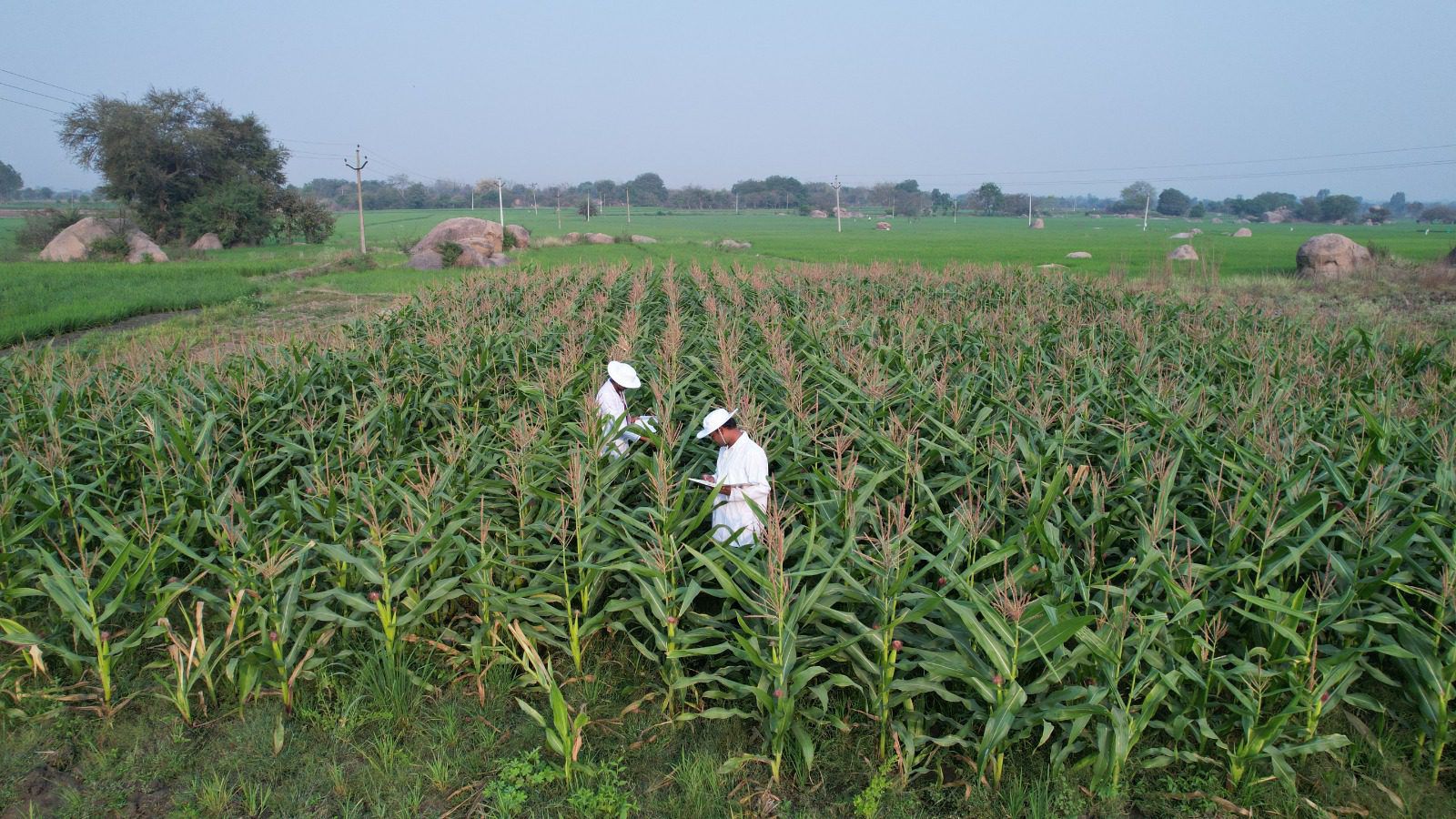 Maize