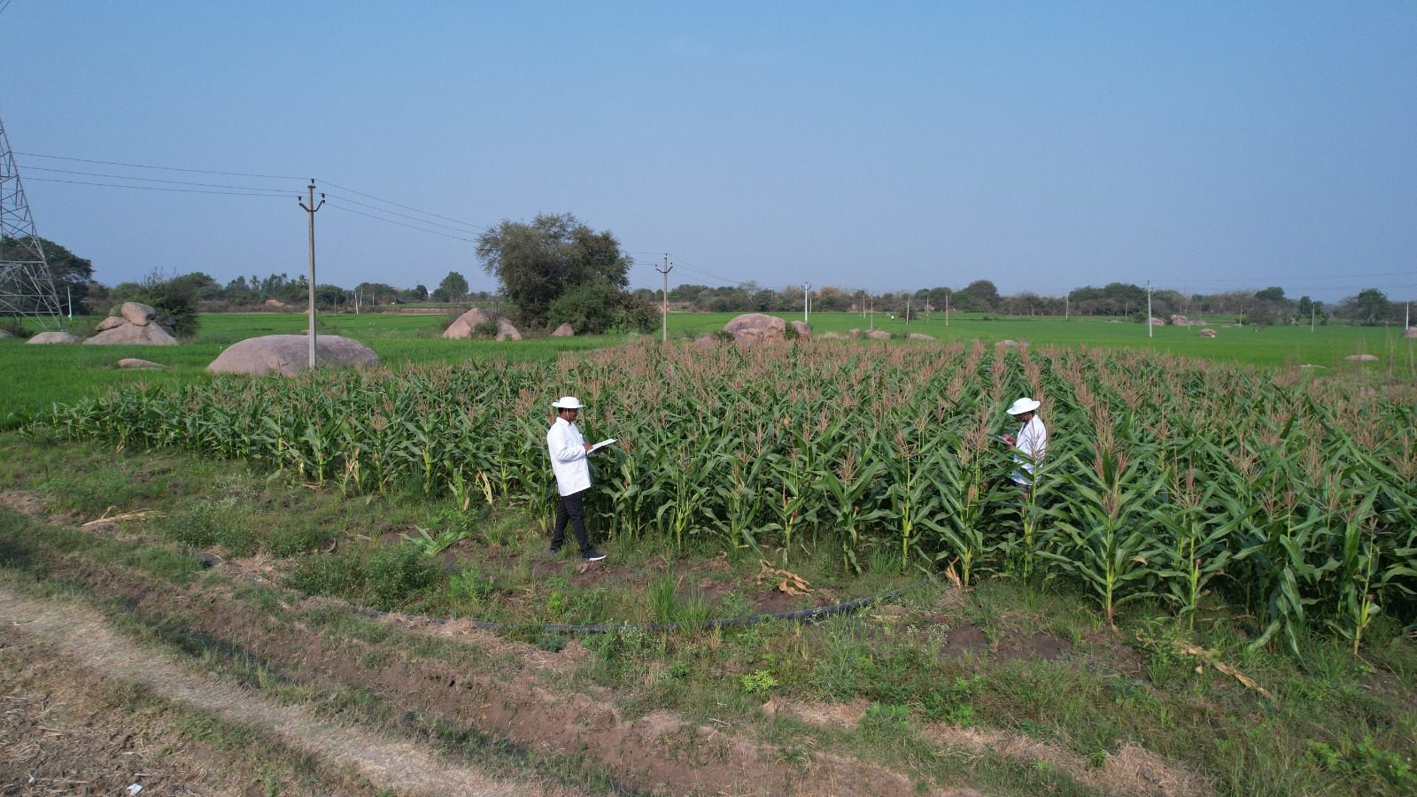 Maize