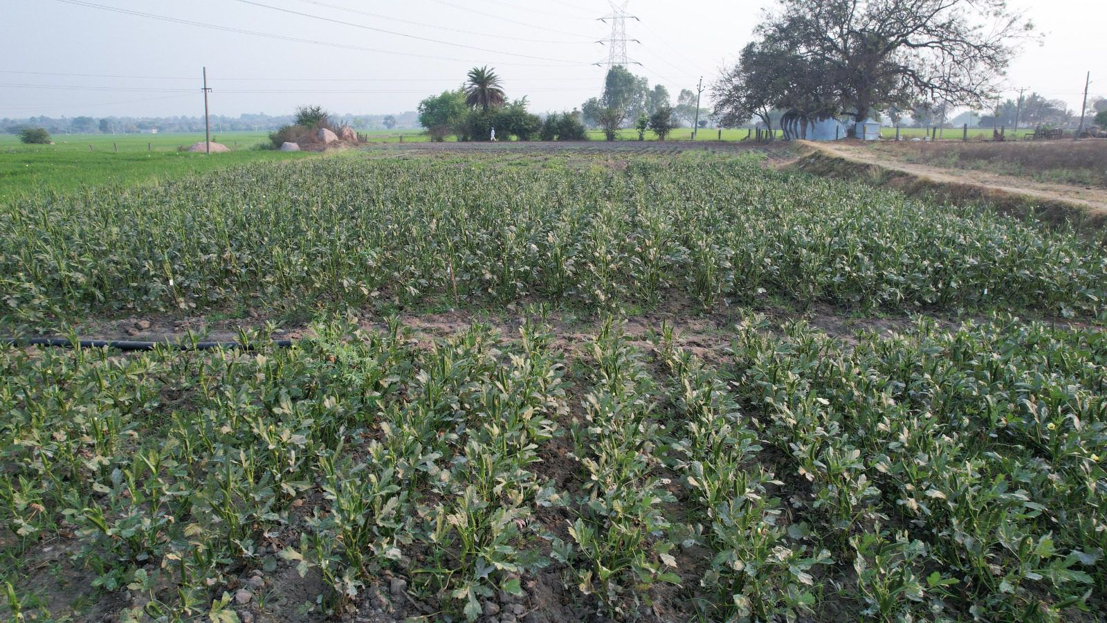 Maize