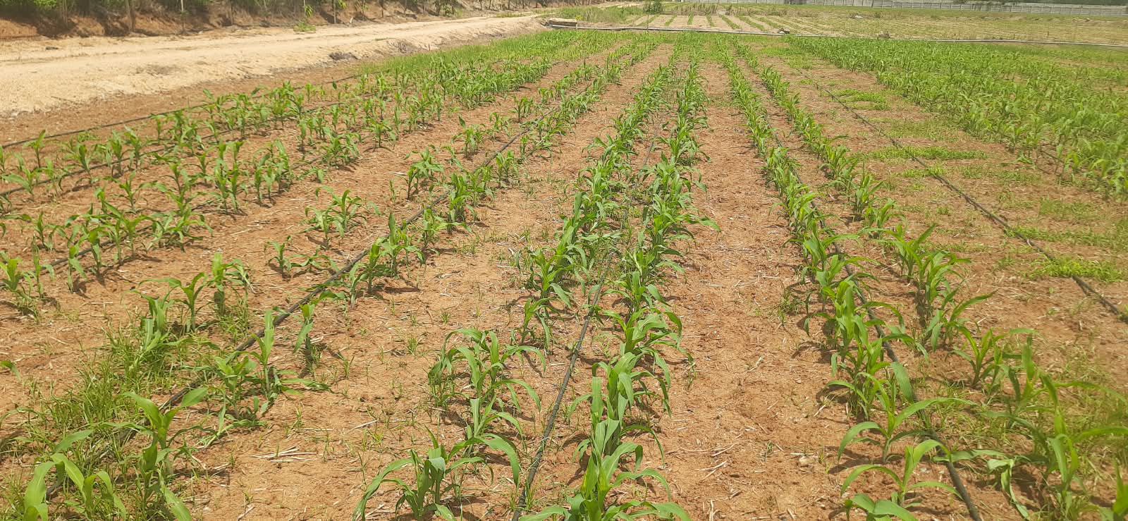 Maize