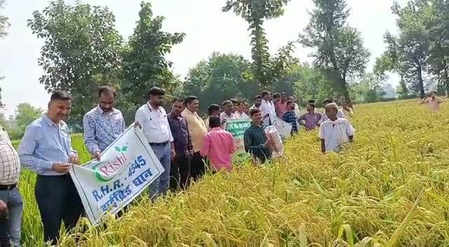 Field day for paddy RHR-4545