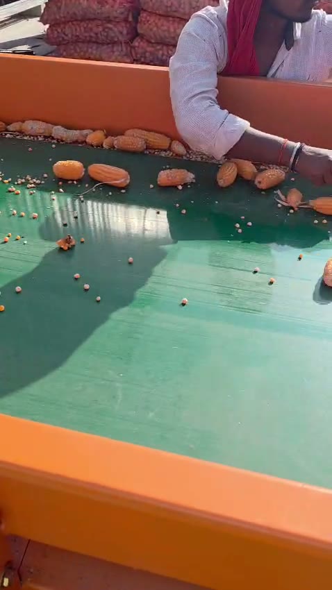 Maize cobs on the sorting line